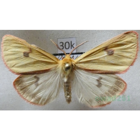 Diacrisia sannio (Linnaeus, 1758) male Niedźwiedziówka jastrzębica Czech30k